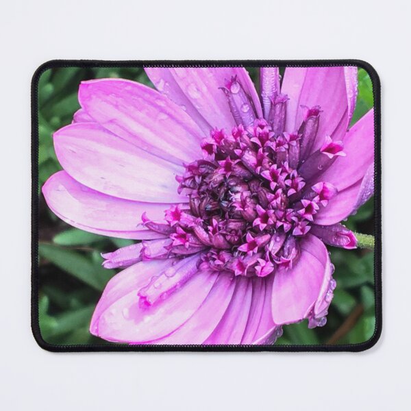 Item preview, Cape Marguerite Daisy designed and sold by polyhymnia14.