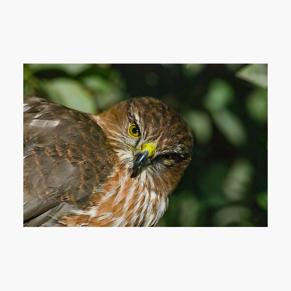 Item preview, Sharp Shinned Hawk (juvenile) designed and sold by Leisa  Hennessy.