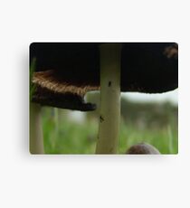 UNDERNEATH THE TOADSTOOL Canvas Print