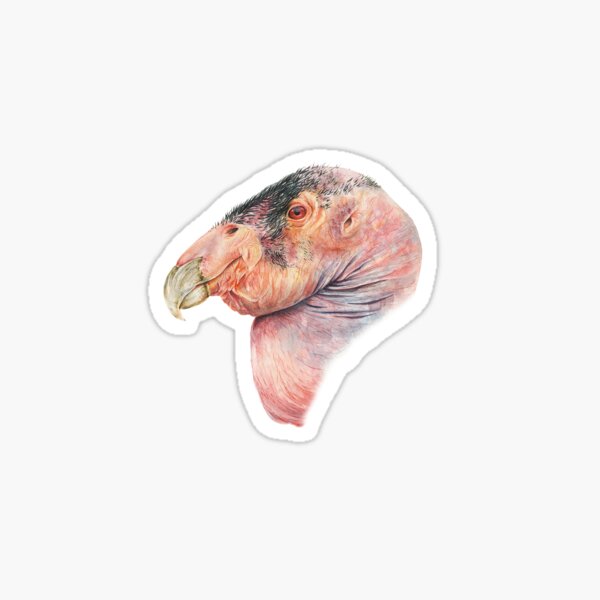 California Condor Sticker