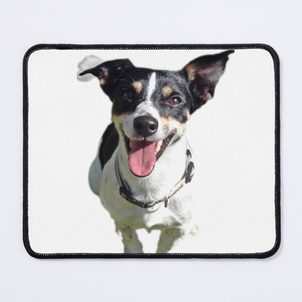 Item preview, Jasper designed and sold by Jack Russell Rescue Australia.