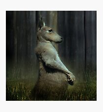 Portrait of a Kangaroo Photographic Print