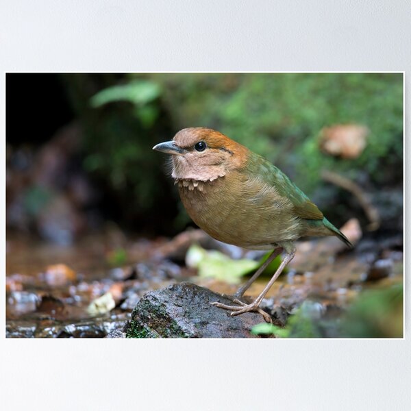 Item preview, Rusty-naped Pitta - Thailand designed and sold by Rob Drummond.