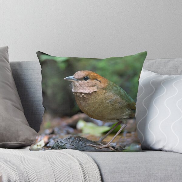 Item preview, Rusty-naped Pitta - Thailand designed and sold by Rob Drummond.