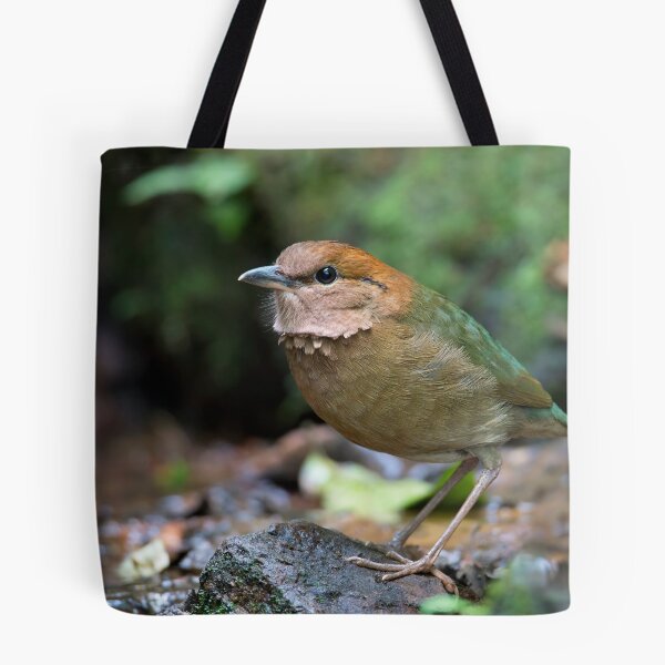 Item preview, Rusty-naped Pitta - Thailand designed and sold by Rob Drummond.