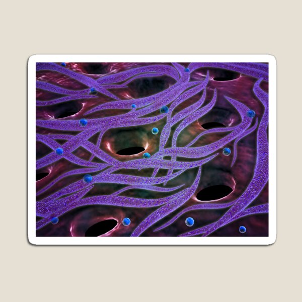 Conceptual image of Lactobacillus acidophilus. Magnet