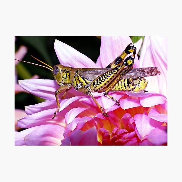 Item preview, Grasshopper (full length) ! designed and sold by robkal.