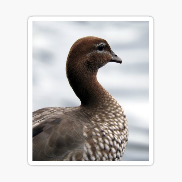 Item preview, Australian Wood Duck designed and sold by kirstybush.