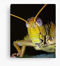 Grasshopper 2 ! Canvas Print