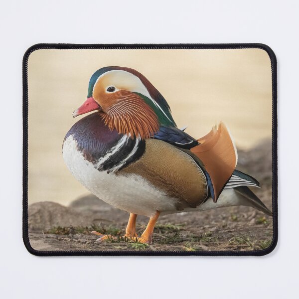 Item preview, Male mandarin duck designed and sold by JLP ARTWORKS.