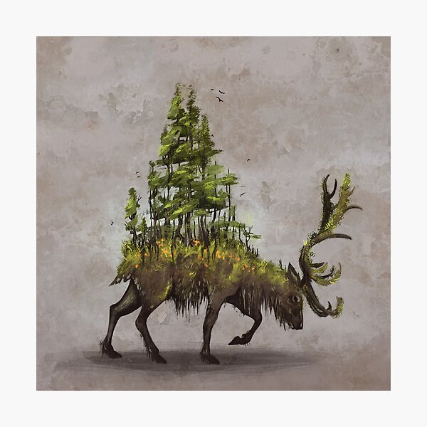 Forest Deer Photographic Print