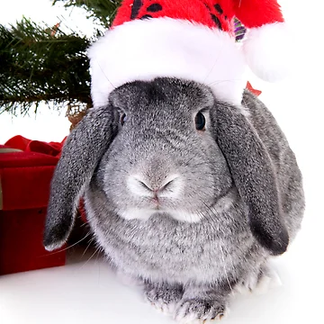 Artwork thumbnail, Christmas Rabbit by idapix