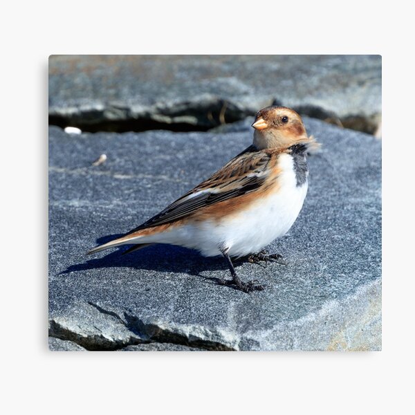 Item preview, snow bunting designed and sold by chanonry.