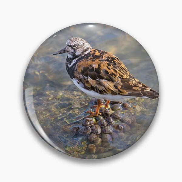 Item preview, Turnstone designed and sold by Geoff Carpenter.