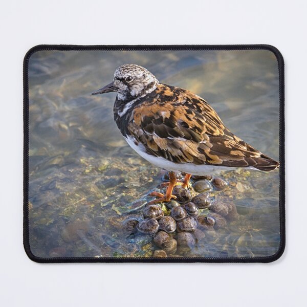 Item preview, Turnstone designed and sold by Geoff Carpenter.