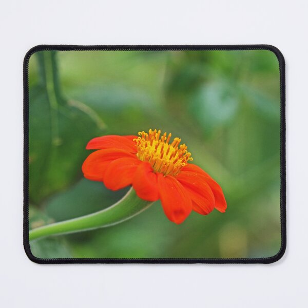 Item preview, Mexican Sunflower  designed and sold by Michiale.