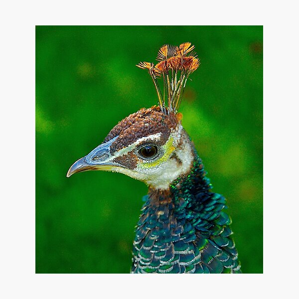 Item preview, Peacock head designed and sold by Jeffrey  Sinnock.