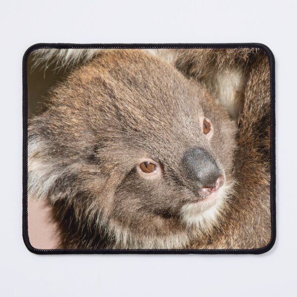 Artikelvorschau, Der junge Koala Joey entworfen und verkauft von Fiona Etkin.