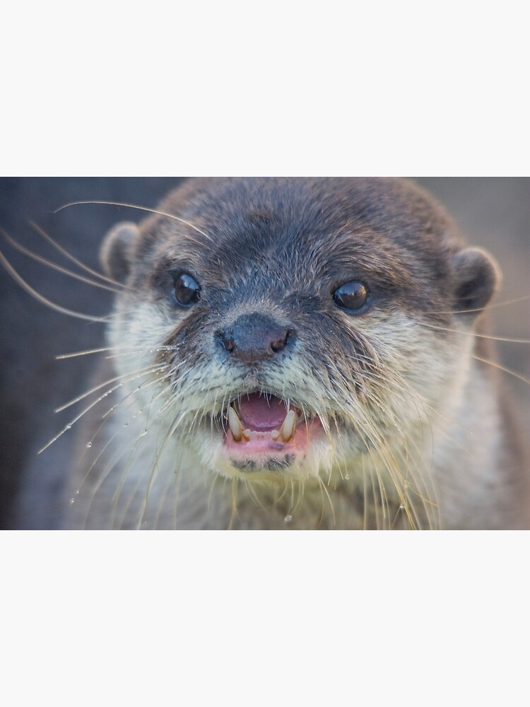 "Asian Short-Clawed Otter portrait" Poster for Sale by Cushtex | Redbubble