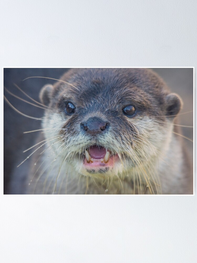 "Asian Short-Clawed Otter portrait" Poster for Sale by Cushtex | Redbubble