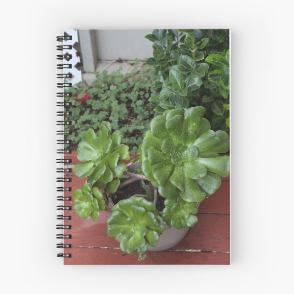 Item preview, Potted Jade Succulent Plant designed and sold by AshTreeCrtvCo.