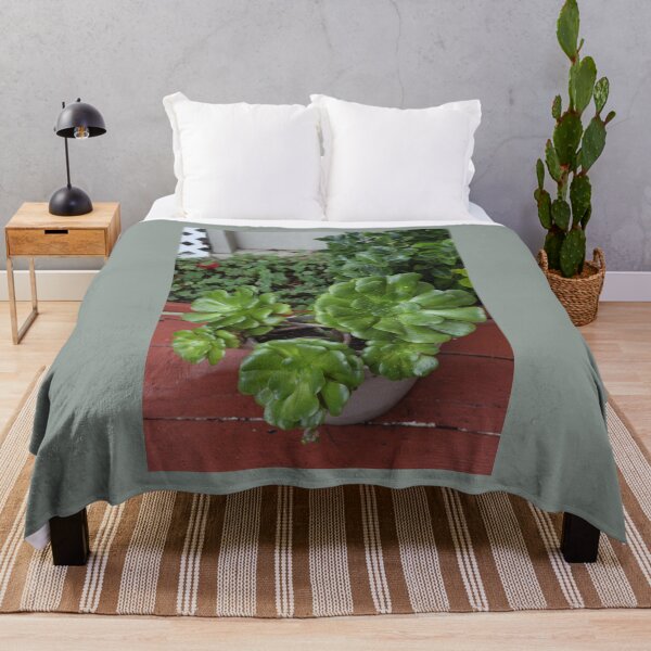 Item preview, Potted Jade Succulent Plant designed and sold by AshTreeCrtvCo.