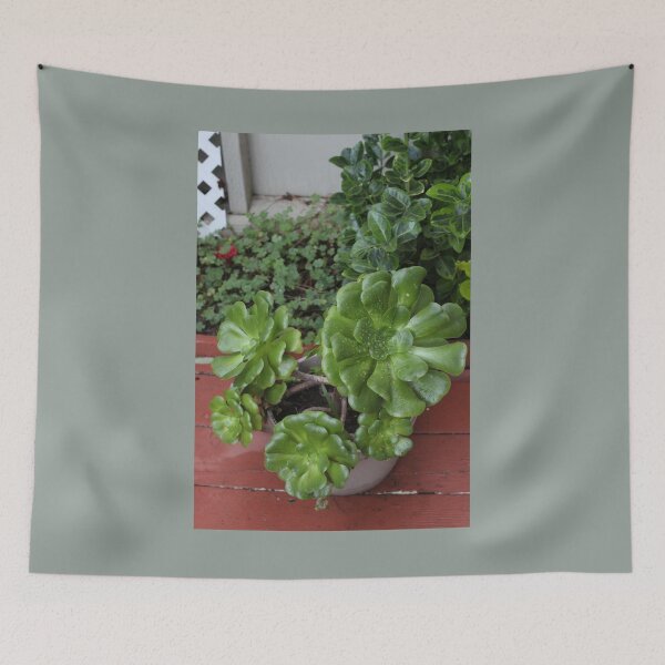 Item preview, Potted Jade Succulent Plant designed and sold by AshTreeCrtvCo.