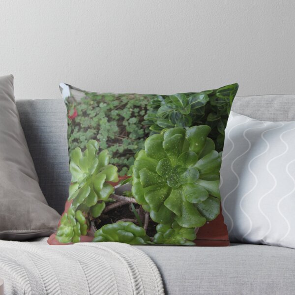 Item preview, Potted Jade Succulent Plant designed and sold by AshTreeCrtvCo.