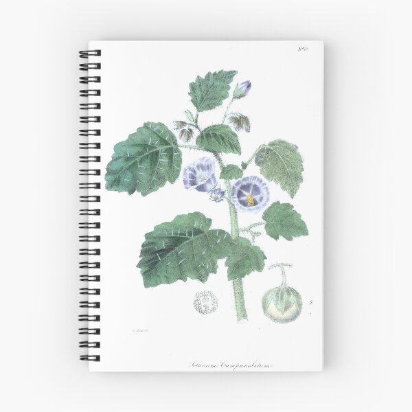 Item preview, Vintage Solanum campanulatum Print from The floral cabinet and magazine of exotic botany (1837) designed and sold by Douglas E. Welch Design and Photography.