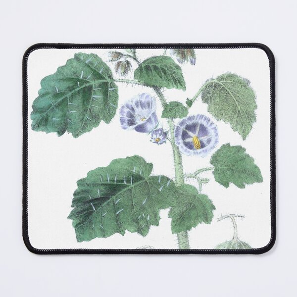 Item preview, Vintage Solanum campanulatum Print from The floral cabinet and magazine of exotic botany (1837) designed and sold by Douglas E. Welch Design and Photography.