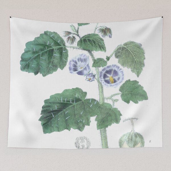 Item preview, Vintage Solanum campanulatum Print from The floral cabinet and magazine of exotic botany (1837) designed and sold by Douglas E. Welch Design and Photography.
