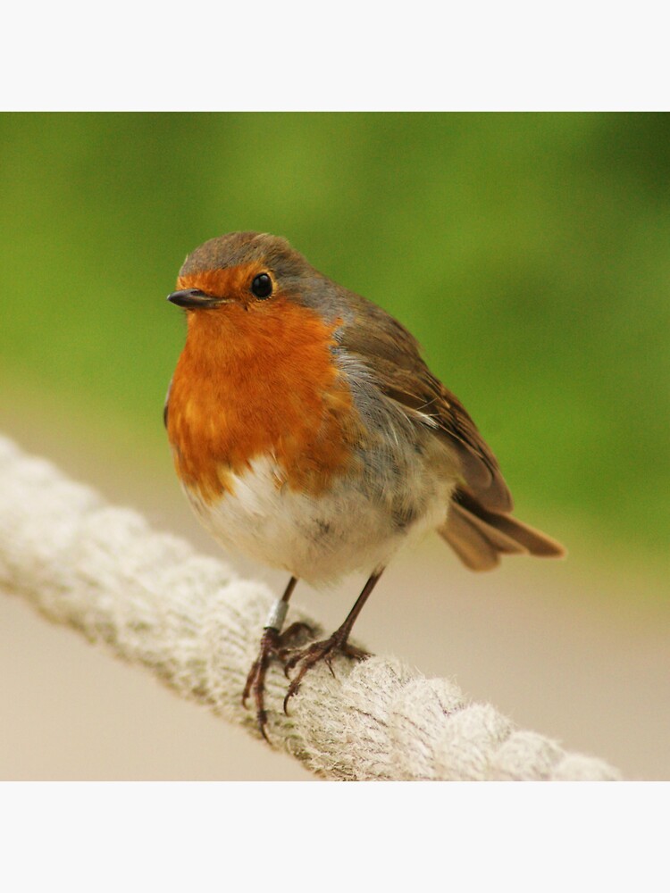 "Robin Red Breast" Sticker by melslack Redbubble