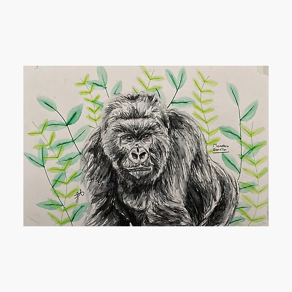 Mountain gorilla illustration using watercolour and pen and wash Photographic Print