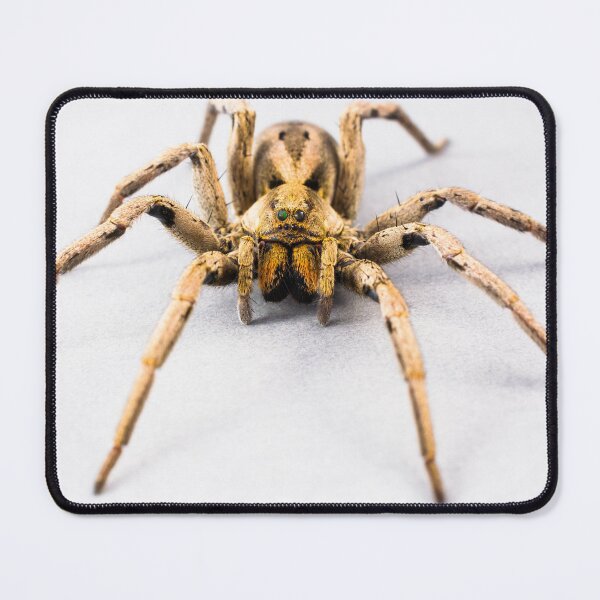 Item preview, Big hairy spider designed and sold by Metaverse8.