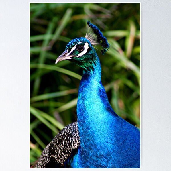 Item preview, An eye for beauty designed and sold by Gayle Shaw.