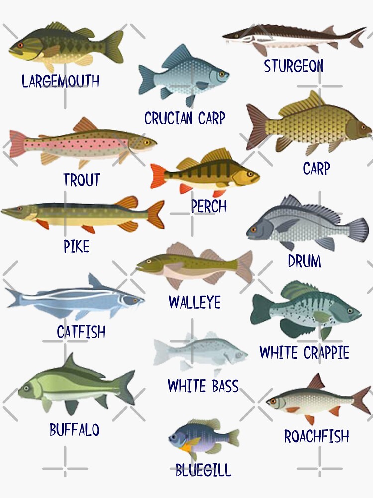 Kids Fish Species Biology Types Of Freshwater Fish Fishing Sticker for  Sale by elrazzy
