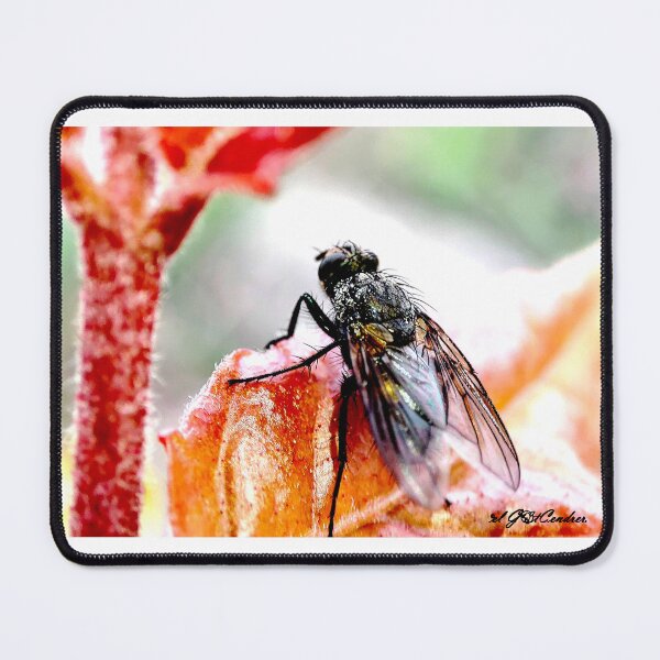 Item preview, The Fly back. designed and sold by elGatCendrer.