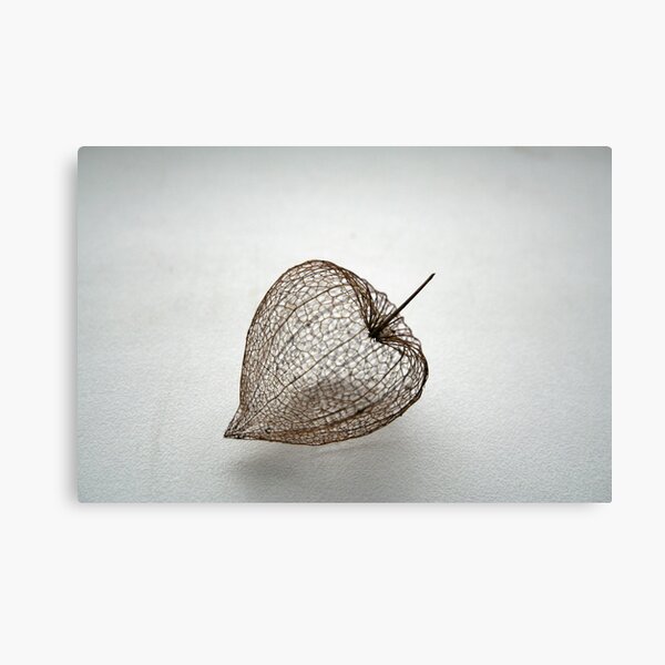 The immortelle (HOME PAGE IN RB 2009 02 06) Canvas Print