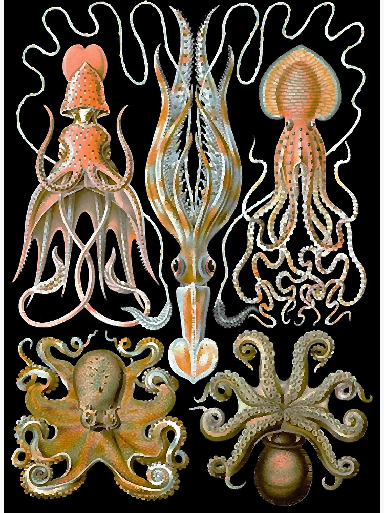 Discover Ernst Haeckel Octopus Gamochonia Natural Premium Matte Vertical Poster