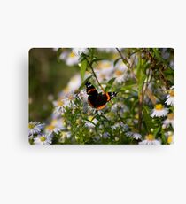 red admiral Canvas Print