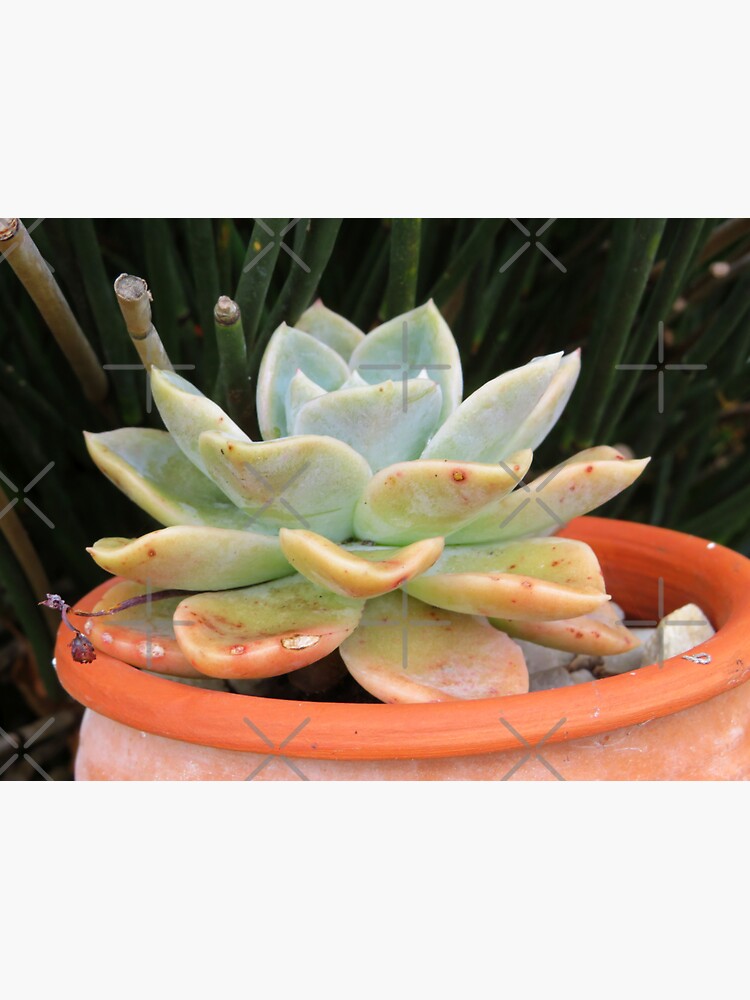 "Echeveria in a ceramic pot, love succulents, beautiful plant, Port