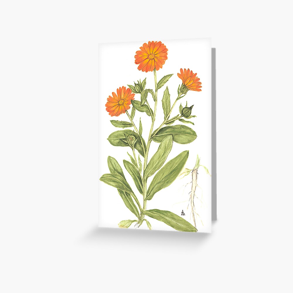 English Marigold - Calendula officinalis