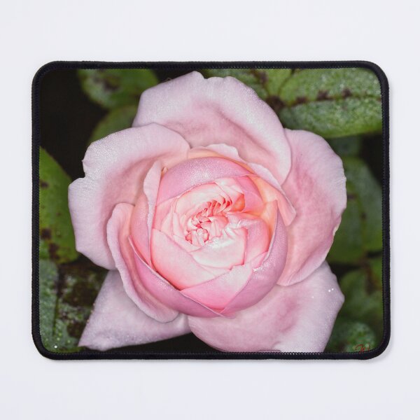 Item preview, Colour versus Black & White (8) designed and sold by Wolf Sverak Photography.