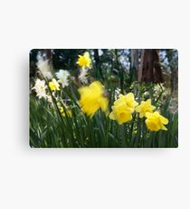 Spring.. Canvas Print