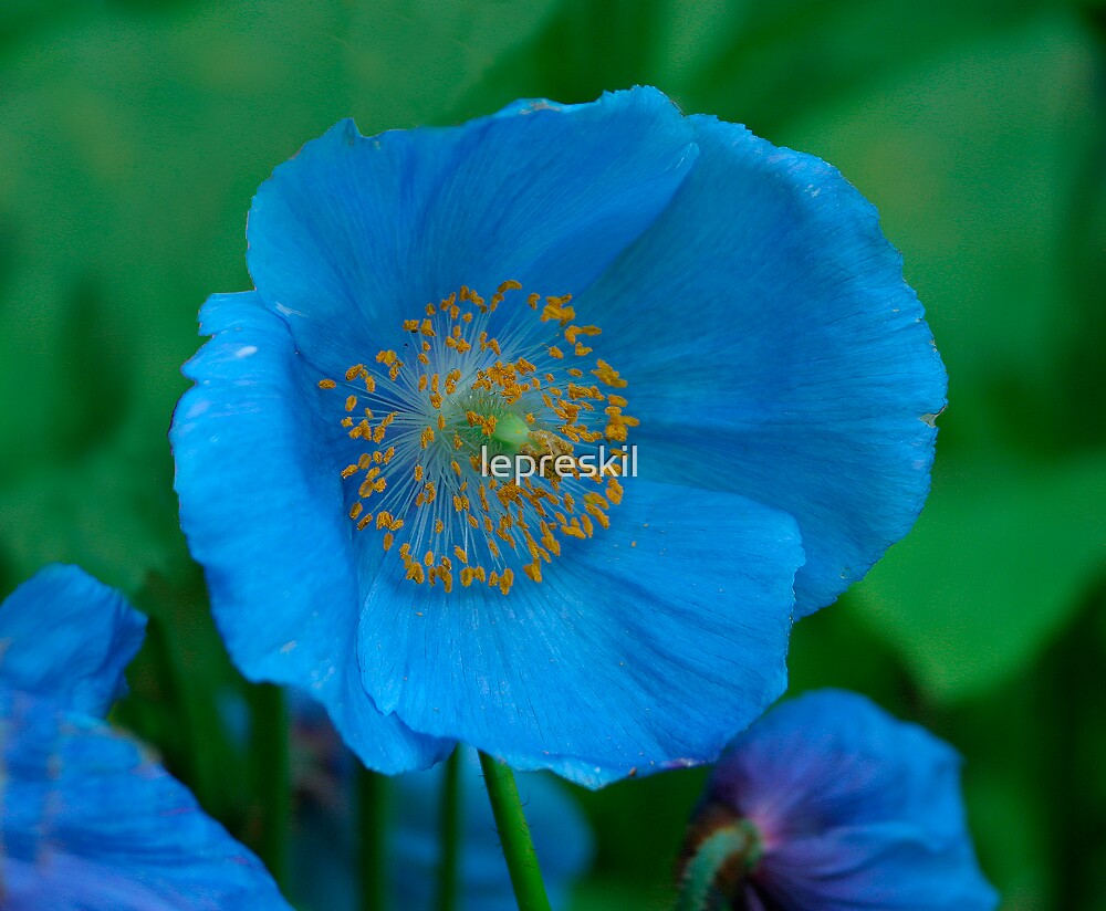 "Himalayan Blue Poppy ( Meconopsis betonicifolia)" by lepreskil | Redbubble