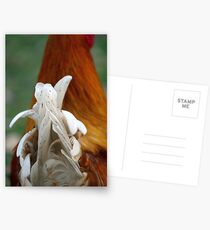 Tail Elegance Postcards