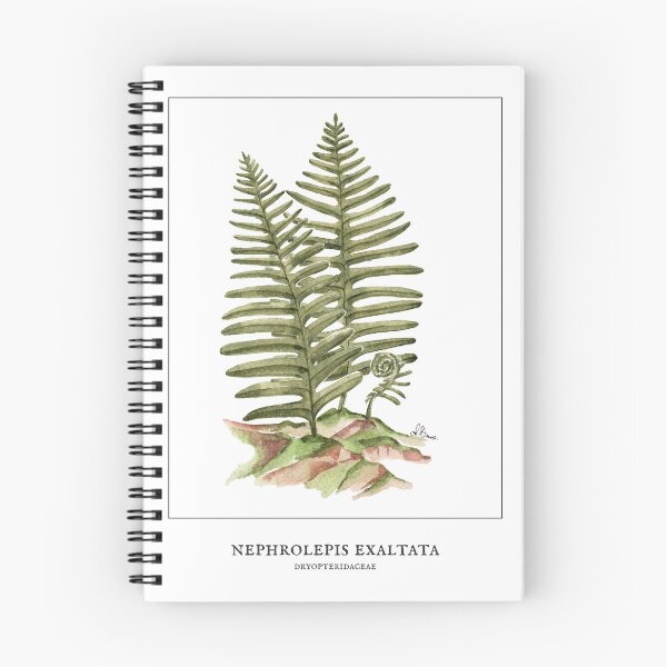Item preview, Boston fern designed and sold by PetitMartin.