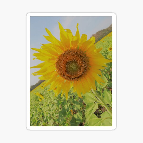 Sunflower, Saraburi, Thailand Sticker