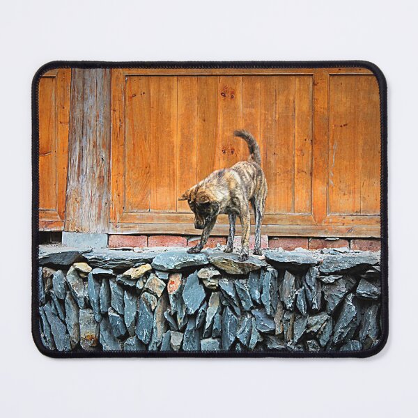 Item preview, Street Dog on a Dry Stone Wall designed and sold by Bryony James.
