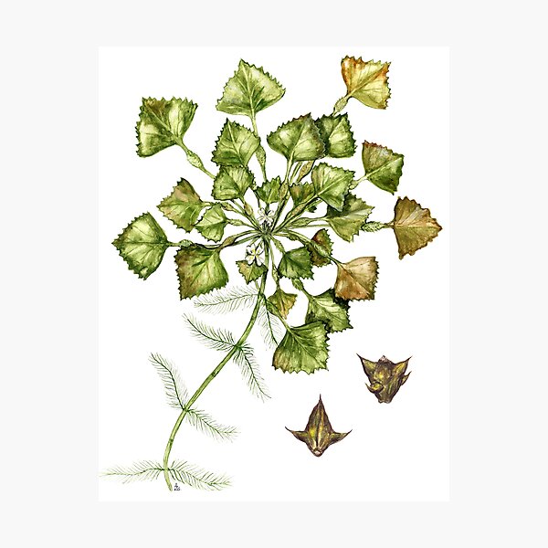 Item preview, Water Chestnut - Trapa natans designed and sold by Sue Abonyi.